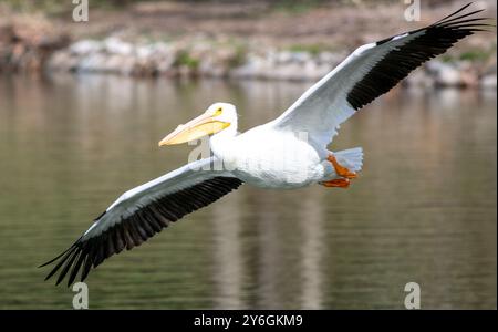 White Pelicans. on a freshwater lake resting during migration flying low Stock Photo