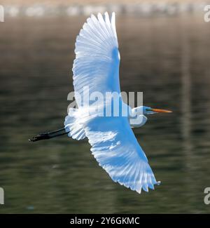 White Pelicans. on a freshwater lake resting during migration Stock Photo