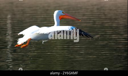 White Pelicans. on a freshwater lake resting during migration Flying Low Stock Photo