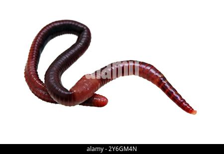 Earthworm macro isolated on white Stock Photo