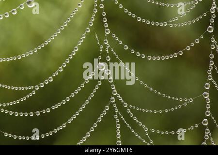 Close-up of dew drops on a spider web after rain, macro Stock Photo