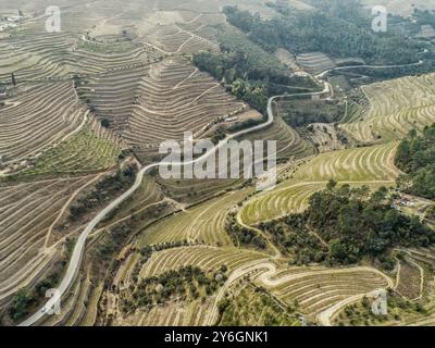 Aerial top view of the terraced vineyards in the Douro Valley, Portugal, Europe Stock Photo