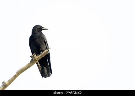 Black crow sitting on a branch of a dead tree. Isolated on white background with copy space Stock Photo