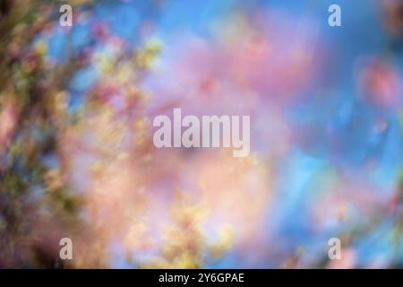 Abstract beautiful blur spring blossoming peach tree background Stock Photo