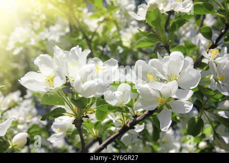 Close-up view on blossom apple tree branch Stock Photo