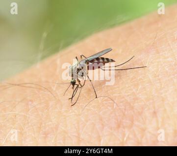 Mosquito drinks blood out of man, macro shot Stock Photo