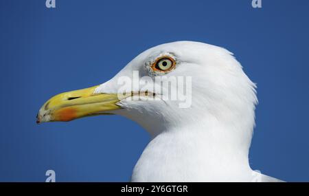 Big seagull close up portrait on blue sky background Stock Photo
