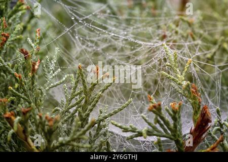 Macro view of raindrops on a spiderweb in the juniper needles. Shallow depth of field Stock Photo