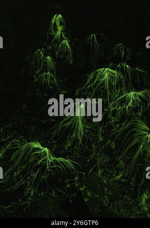 Abstract background with mystical glowing green threads in dark Stock Photo