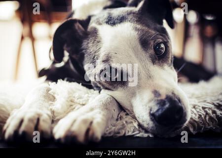 Close-up of a cute dog lying on a carpet with begging eyes. Petlife Stock Photo