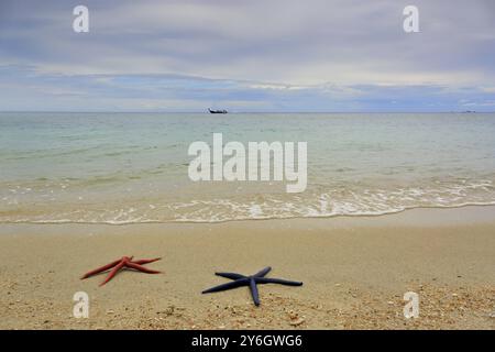 Two starfish, red and blue, lying on a sandy beach of the tropical sea Stock Photo