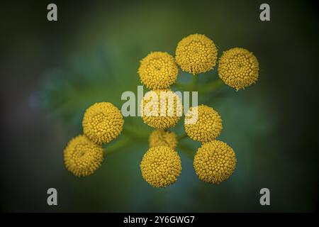 Macro shot of tanacetum vulgare or Tansy is a perennial, herbaceous flowering plant in the genus Tanacetum in the aster family, native to temperate Eu Stock Photo