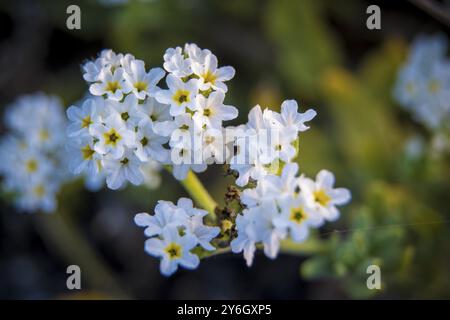 Closeup shot of Heliotropium, Cherry Pie Flower, Common Heliotrope, Garden Heliotrope 'Alba' or latin name: Heliotropium arborescens Stock Photo