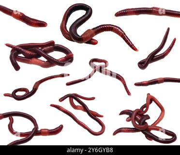 Set of earthworms closeup isolated on white Stock Photo