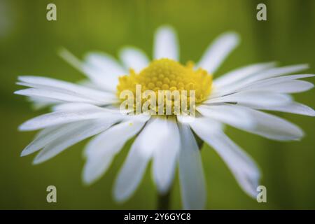 Vibrant Daisy flower, Bellis perennis, macro shot Stock Photo