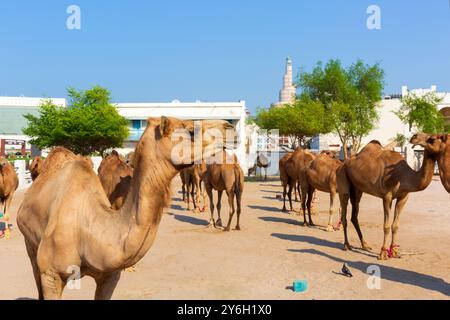 The camel market at Souq Waqif (local marketplace) in Doha, Qatar Stock Photo