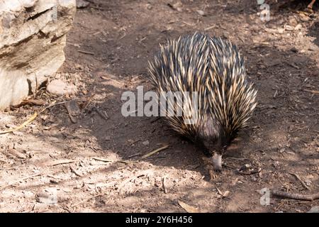 The short nosed echidna has strong-clawed feet and spines on the upper part of a brownish body. Stock Photo