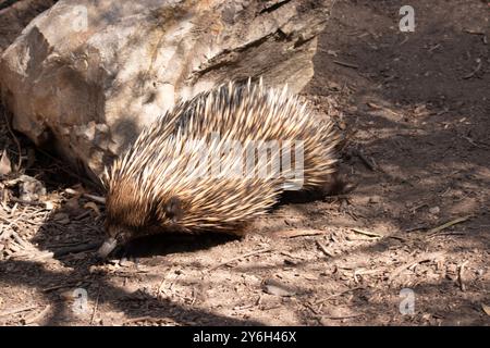 The short nosed echidna has strong-clawed feet and spines on the upper part of a brownish body. Stock Photo