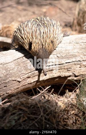 The short nosed echidna has strong-clawed feet and spines on the upper part of a brownish body. Stock Photo