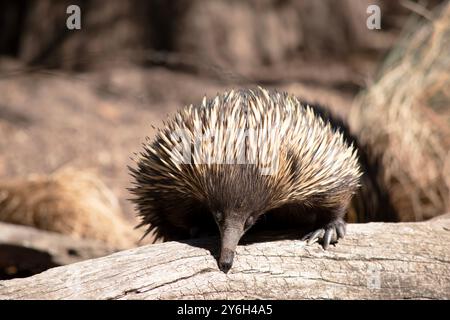 The short nosed echidna has strong-clawed feet and spines on the upper part of a brownish body. Stock Photo