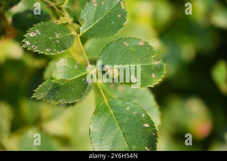 A green bristly rose slug (cladius difformis) curls up on a green rose leaf, while trying to camouflage itself in a rose garden during the summer. Stock Photo