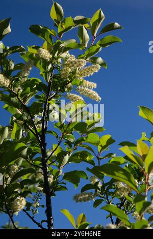 Chokecherry (Prunus virginiana) blossoms. Stock Photo