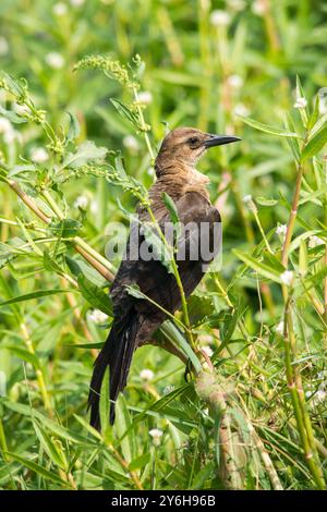 Female Boat-tailed Grackle Stock Photo