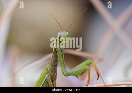 A macro photo of a praying mantis crawling around plants in a garden in north Idaho. Stock Photo