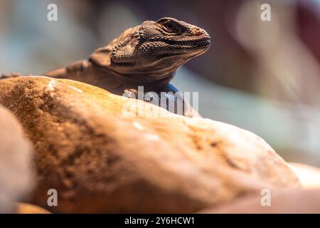 Common chuchwalla (Sauromalus ater) resting on a rock at the Georgia Aquarium in downtown Atlanta, Georgia. (USA) Stock Photo