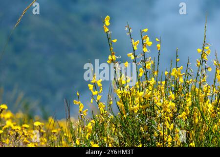 Close-up of bright yellow flowers of Madeira Broom against blurred blue-green background Stock Photo