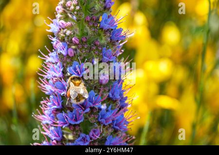 Close-up of bee doing it's work on blue-purple Pride of Madeira flower head against bright yellow background of broom. Stock Photo