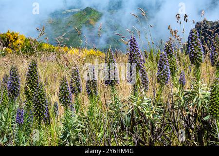 Display of blue-green Pride of Madeira flowers high on the mountain ridges of Pico do Arieiro.  Pleasing background of wispy cloud, yellow broom and g Stock Photo