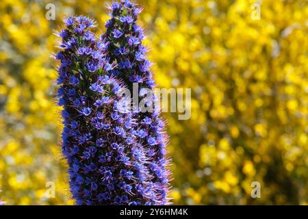 Complementary:  Close up of two Pride of Madeira flowers stand-out beautifully against background of bright yellow broom.  Pico do Arieiro, Madeira Stock Photo