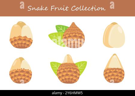snake fruit collection in different poses. Vector illustration. Stock Vector