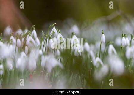 Snowdrops [ Galanthus sp ] group growing on forest floor Stock Photo