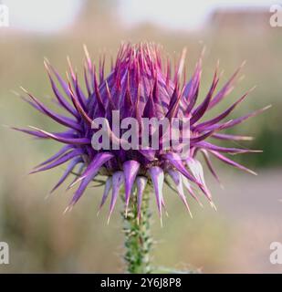 A spiky thistle bud of Holy Thistle or Milk Thistle, (Silybum marianum),  Side, Turkey. Stock Photo