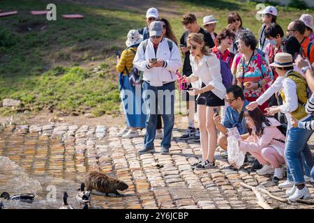 Tourists is taking photos of nutria with mobile phones on the bank of the river Vltava. Nutrias are considered an invasive species Stock Photo