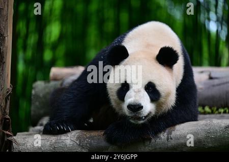 (240926) -- CHENGDU, Sept. 26, 2024 (Xinhua) -- Giant panda An An is pictured at China Conservation and Research Center for the Giant Panda in Dujiangyan City, southwest China's Sichuan Province in July 2024.  A pair of giant pandas gifted by the central government to the Hong Kong Special Administrative Region (HKSAR) of China departed on a flight from Sichuan Province to the HKSAR on Thursday morning.    An An, a male, and Ke Ke, a female, were both born in June 2019. The two are genetically unrelated, but have complementary characters. (Photo by Li Chuanyou/Xinhua) Stock Photo