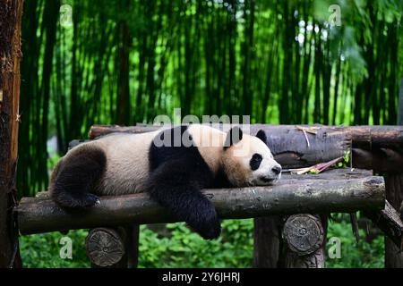 (240926) -- CHENGDU, Sept. 26, 2024 (Xinhua) -- Giant panda An An is pictured at China Conservation and Research Center for the Giant Panda in Dujiangyan City, southwest China's Sichuan Province in July 2024.  A pair of giant pandas gifted by the central government to the Hong Kong Special Administrative Region (HKSAR) of China departed on a flight from Sichuan Province to the HKSAR on Thursday morning.    An An, a male, and Ke Ke, a female, were both born in June 2019. The two are genetically unrelated, but have complementary characters. (Photo by Li Chuanyou/Xinhua) Stock Photo