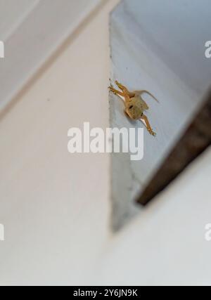 Common house gecko (Hemidactylus frenatus) resting on a wall in an Indian household, a typical sight in homes. Stock Photo