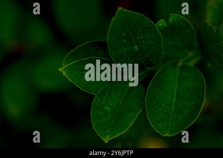 Kaffir Lime Leaves Stock Photo