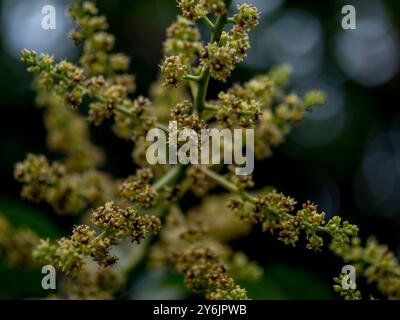 panicle or mango inflorescence. It grows in large, dangling clusters on the mango tree, consisting of many small, yellowish-white flowers. Stock Photo