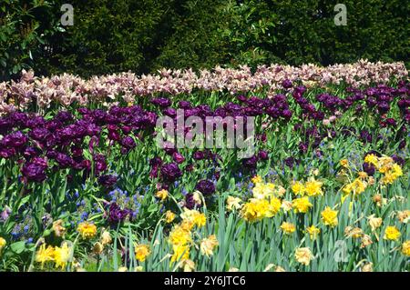 A Display of Purple & Pink Tulips and Yellow Daffodils in a Border/Flowerbed at Keukenhof Tulip Gardens, Netherlands, EU. Stock Photo