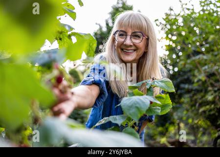 Portrait of smiling senior woman picking raspberries in the garden Stock Photo