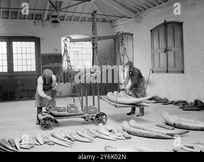 At Messrs Myers and Company ,  Ivory Merchants ,  Tower Hill . Weighing the Ivory .  3 December 1922 Stock Photo