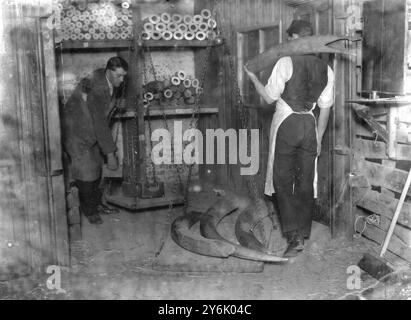 At Messrs Myers and Company ,  Ivory Merchants Tower Hill London . Weighing tusks before cutting up for use . Stock Photo