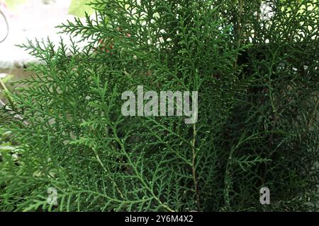 fresh green christmas leaves, branches of thuja trees on green background. Thuya twig occidentalis, evergreen coniferous tree. Chinese thuja. Conifer Stock Photo