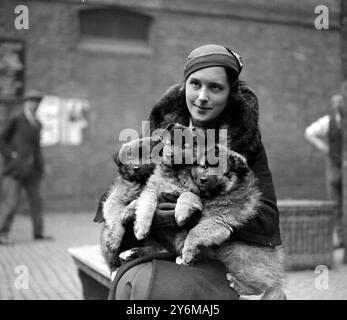 Keeshond Show at Tattersall's. Miss Fisher with her Keeshond puppies.  1933 Stock Photo