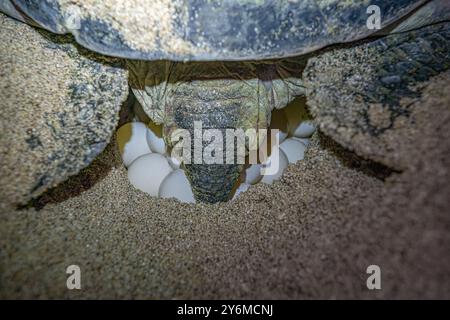 Green turtle laying eggs close up Stock Photo
