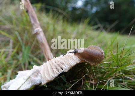 Autumn UK, Slug Eating Parasol Mushroom Stock Photo